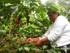 Boutique coffee Peru has become a rising star in the coffee industry