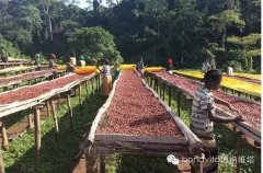 Carmen Manor Coffee is a family-based coffee manor. what are the famous coffee farms?