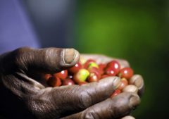 The process before the auction of coffee beans Ethiopian boutique coffee