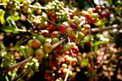 Guatemalan coffee flavored American coffee beans