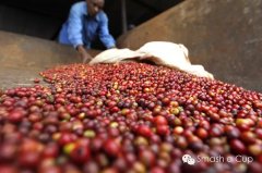 What are the boutique coffees in Ethiopia's high-altitude areas?