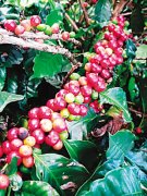 What are the coffee producing areas in South America?