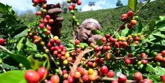 The famous African coffee producing area AFRICA COFFEES fruity coffee