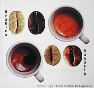 Coffee bean knowledge the difference between Arabica and Robusta