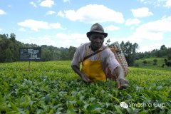 Puerto Rico has a very long history of coffee cultivation.