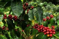 What kind of fine coffee is the coffee tree planted in shade?