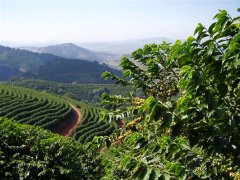 Madagascar is basically the producer of Robbins Coffee, boutique coffee flavor.