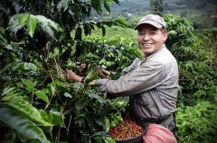 The four largest coffee producing areas in Colombia is one of the few individual coffees sold under the national name in the world.