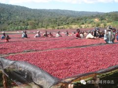 The price of Yunnan small-grain coffee beans