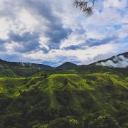 Asian Coffee Association of Delaga beans in Sulawesi