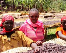 Fine coffee made from coffee beans at a high altitude in Western Ethiopia.