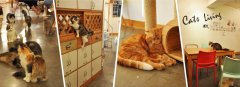 Cure Department Cat Cafe