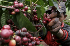 The trade pattern of raw coffee beans is changing, with both challenges and opportunities.