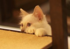 Japan Calico (Cat Cafe)