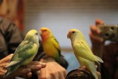 The only bird cafe in Tokyo