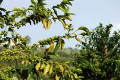 Fine coffee bourbon beans washed in Muxiui producing area in the western province of Luanda, Rwanda