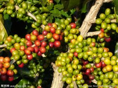 Costa Rican coffee beans at La Minita Manor in Tarazu District are as sweet as honey.