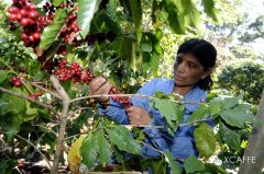 Salvador Apanecavron, Red bourbon Coffee species of Himalayan Manor