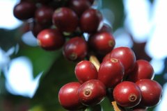 Coffee in Tanzani, Tanzania. The sour flavor of coffee in the Meru Mountains of Mount Kilimanjaro.