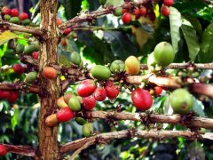 Salvadoran coffee introduces Santa Ana volcano high strength / fruit wine, raisin coffee flavor