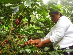 Peruvian Coffee Clean Central American Coffee Concurso Valiaga Manor