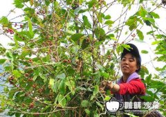 The Coffee planting Industry in China is booming and changing the Poverty-stricken villages