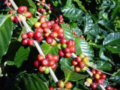 Tropical fruity aromas Balinese bright with complex acidity rich coffee beans boutique coffee