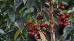 Kaddura and Kaduai Coffee beans in Tarazu production area of Saint Roman washing Plant, Costa Rica