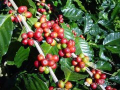 Full on the palate with a lingering flavor El Salvador Himalaya American boutique coffee