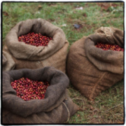 Asian boutique coffee beans Sumatra Manning Indonesia Lindong Manning Coffee