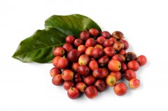 Elida Manor Panamanian Coffee production area Pokuit boutique Rose Summer Coffee