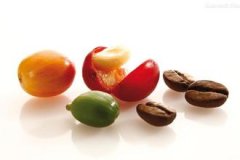 The bright sour taste of Xidamohara and Yega Xuefei in the coffee-producing areas of Ethiopia is becoming popular.