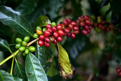 Nicaragua (Nicaragua) Segovia (Segovia) production area taste clean and overall balance