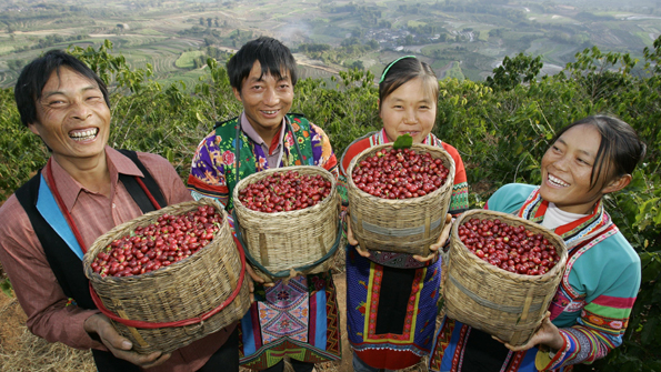 The green dream of Yunnan coffee is the only way to take intensive processing, and join the competition of international coffee giants.