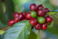 Bolivia's coffee production Metro Bica varieties of American boutique coffee beans in Lake Tata