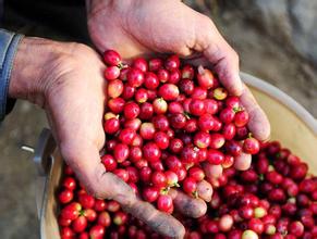 African coffee is not fully promoted in the Chinese market, Rwanda and Kenya boutique coffee