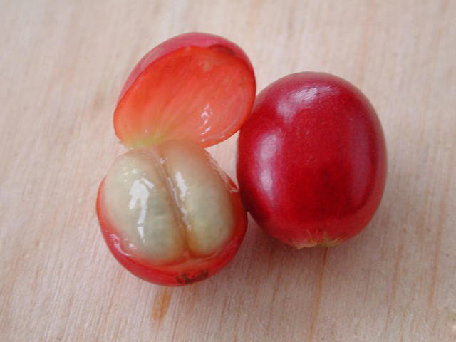 Coffee cherry dissects the appearance of fresh coffee beans coffee trees grow coffee cherry boutique coffee