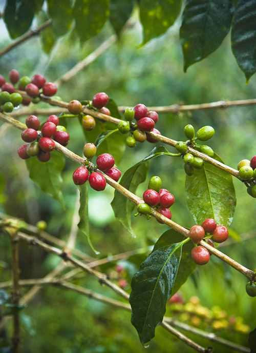 Who is the founder of 90+ Coffee Origin-Joseph Brodsky gesha Tree species in Ethiopia