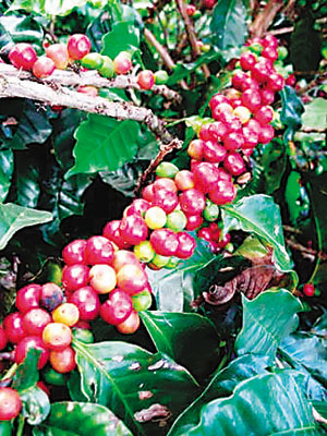 Carmen Manor Coffee semi-washed Coffee Bean Manor Coffee Farmer's Fine Coffee