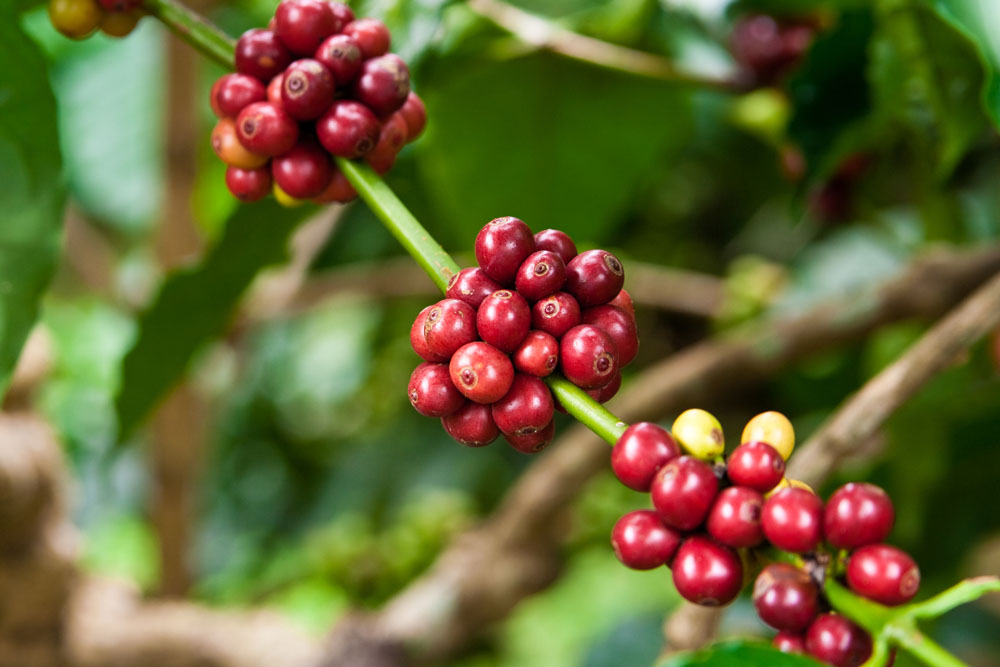 Strong tropical fruit flavor of Sillvia coffee Sillvia Solkiln N2
