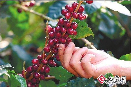 Washing treatment Coffee from Sigri Farm Coffee in Papua New Guinea