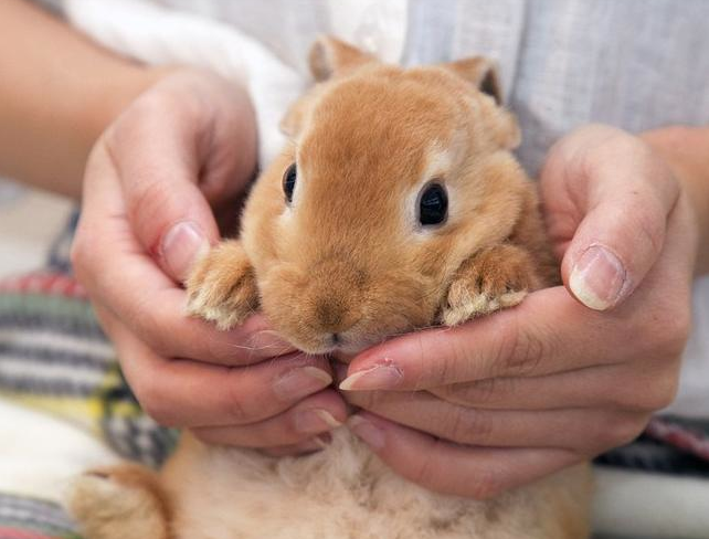 The cure department is the cute rabbit cafe in Tokyo, Japan, which sells coffee and acts cute.