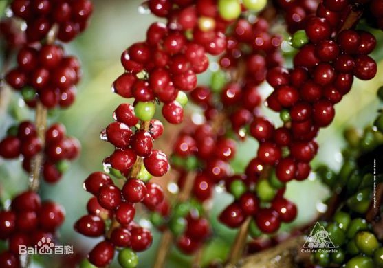 Three ways of Panamanian Plantation the famous GEISHA Coffee comes from the finest coffee