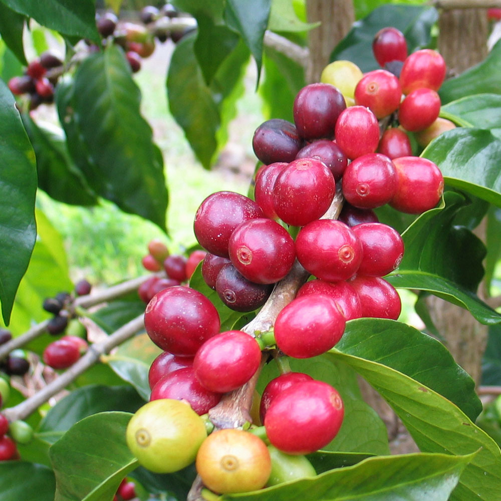 The coffee producing area of Ethiopia is Hidamoharal Yega Xuefei Sidamo, Harrar and Y