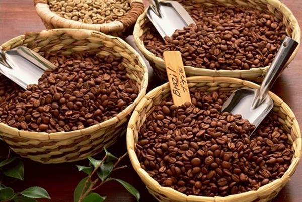 Introduction characteristics, Origin and History of Mantening Coffee