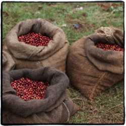 Kenya AA coffee beans Nyeri Jiatugi processing plant African boutique coffee beans