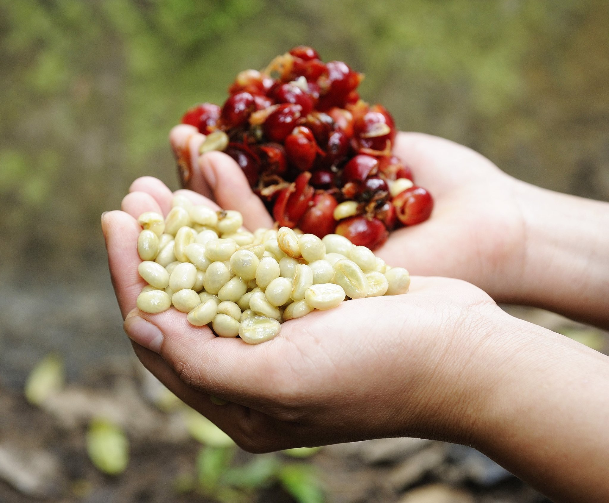 Bean appearance and grading of Ethiopian coffee