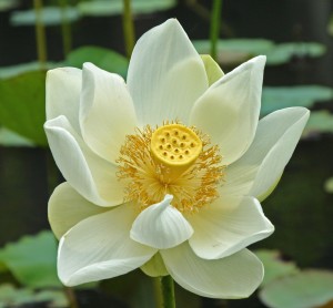 Ninety + raw bean lotus lock (Lotus Solkiln H2) 90 + Panamanian Rosa Manor