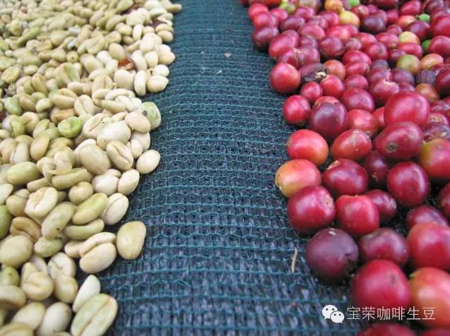 4C Standard Coffee Coffee growers 10 wrong practices Fine Coffee beans