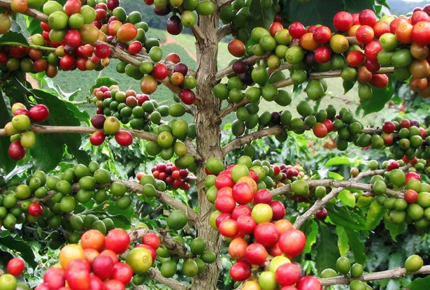 UTZ Certified Coffee Certification promotes the Sustainable Development of Coffee Industry